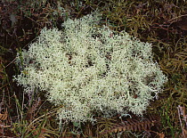 Lichen {Cladonia rangiformis} heathland, Wales