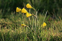 Hoop petticoat daffodil flowers {Narcissus bulbocodium} Spain
