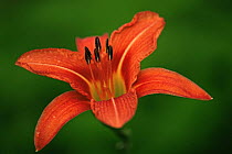 Day lily flower {Hemerocallis fulva} New York, USA