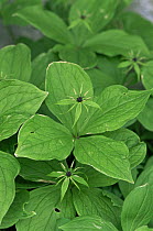Herb paris {Paris quadrifolia} UK