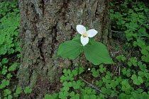 Trillium flower {Trillium sp} USA