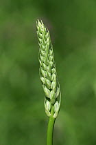 Spiked spire of bethlehem / Bath asparagus {Ornithogalum pyrenaicum}  UK