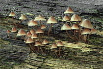 Gregarious elf cap fungus {Mycena inclinata} on rotten wood, UK