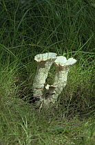 Fungus {Abortiporus biennis} in grass, UK