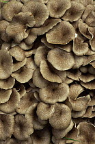 Mass of Umbrella fungus {Grifola umbellata}  UK