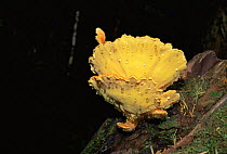Chicken of the Woods fungus {Laetiporus sulphureus} Olympic NP, Washington, USA