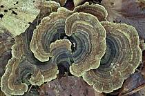 Many zoned polyphore fungus {Coriolus versicolor} on beech wood, Scotland, UK