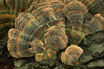 Many zoned polyphore / turkey tailed fungus {Coriolus versicolor} Wisconsin, USA