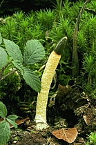 Dog stinkhorn fungus {Mutinus caninus} UK