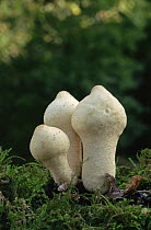 Stamp puffball fungus {Lycoperdon pyriforme} UK
