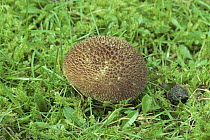 Foetid puffball fungus {Lycoperdon foetidum} UK