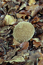 Spiny puffball fungus {Lycoperdon echinatum} in woodland, UK