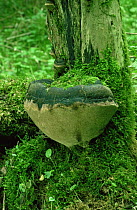 False tinder fungus {Phellinus igniarius} on rotten wood in woodland, UK