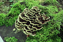 Alderwood polypore fungus {Inonotus radiatus} on rotten wood in woodland, UK
