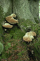 Weeping polypore fungus {Inonotus dryadeus} on tree trunk, UK