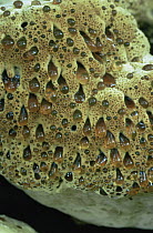 Close up of pores of Weeping polypore fungus {Inonotus dryadeus} UK