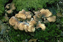 Cockleshell cochleatus fungus {Lentinellus cochleatus} UK