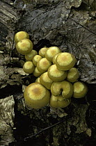Butter cap fungus {Collybia butyracea} UK
