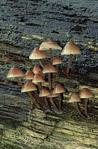 Gregarious elf cap fungus {Mycena inclinata} on rotten wood, UK