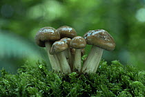 Spindle shank fungus {captiveollybia fusipes} UK