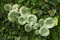Grey tricholoma fungus {Tricholoma terreum} UK