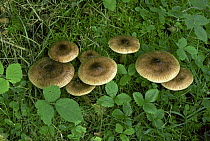 Yellow brown tricholoma fungus {Tricholoma fulvum} UK