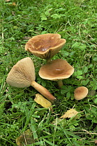 Tawny funnel cap fungus {Clitocybe flaccida} UK