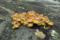 Velvet shank fungus {Flammulina velutipes} UK