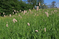 Bistort {Polygonum bistorta} flowering in meadow, Glos, UK