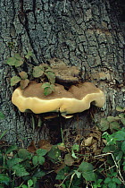 Bracket fungus {Ganoderma adspersum} growing on living oak tree, UK