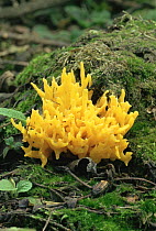 The Antler fungus {captivealocera viscosa} UK