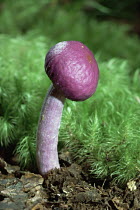 Purple fungus {Thamterogaster porphyreum} New Zealand