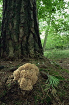 Cauliflower fungus {Sparassis crispa} at base of pine tree, UK