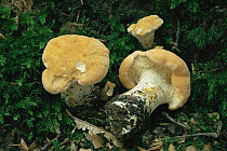Hedgehog fungus {Hydnum repandum} in woodland, UK