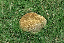 Mosaic puffball fungus {Calvatia utriformis} in grassland, UK