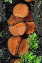 Common eyelash fungus {Scutellinia scutellata} UK