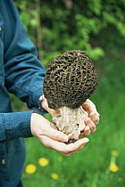 Black morel fungus {Morchella elata} held in hand, UK