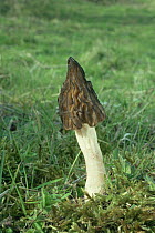 Half free morel fungus {Mitrophora semilibera} UK
