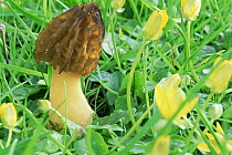 Morel fungus {Morchella semi-libera} UK