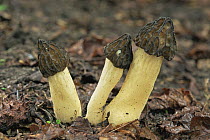 Morel fungus {Morchella semi-libera} Netherlands