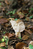 Common white helvella fungus {Helvella crispa} amongst beech leaf litter, UK