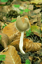 Smooth stalked helvella fungus {Helvella elastica} amongst beech leaf litter, UK