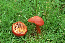 Scarlet hood fungus {Hygrocybe coccinea} UK
