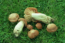 Meadow wax cap fungus {Hygrocybe pratensis} UK