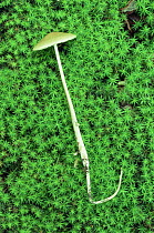 Rooting shank fungus {Oudemansiella radicata} amongst moss, showing length of stalk, UK