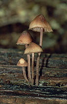 Gregarious elf cap fungus {Mycena inclinata} UK