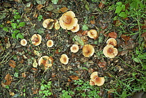 Tawny funnel cap fungus {captivelitocybe flaccida} UK