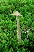 Rooting shank fungus {Oudemansiella radicata} UK