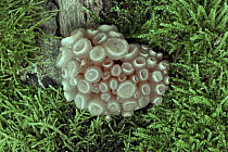 Fungus {Neobulgaria pura} UK