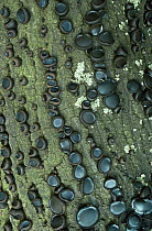 Black bulgar / Batchelor's buttons fungus {Bulgaria inquinans} growing on bark of tree, UK